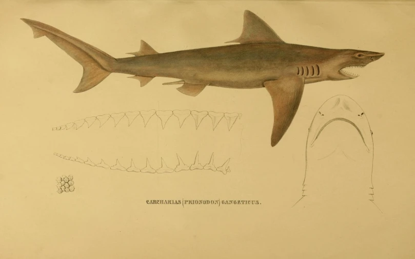 an old fashioned drawing shows shark teeth and a large, long beaked shark