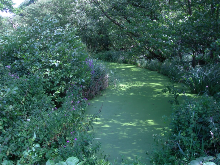 there are plants and flowers next to the stream