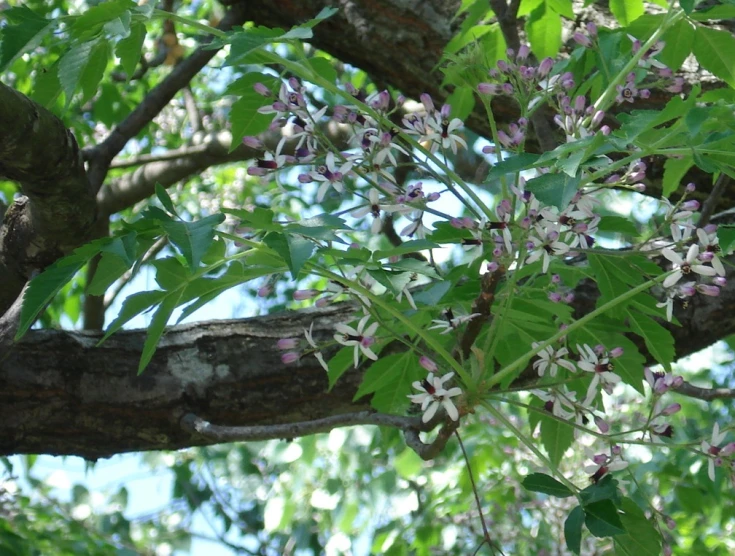 a nch of a tree has flowers and leaves on it