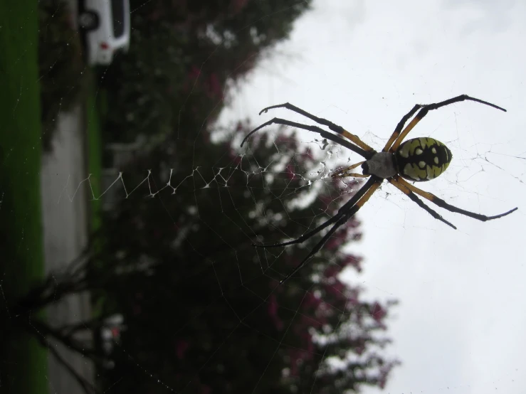 a large spider on a web in the grass