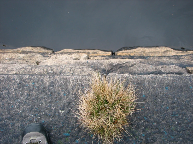 a plant is sitting on the pavement next to a shoe