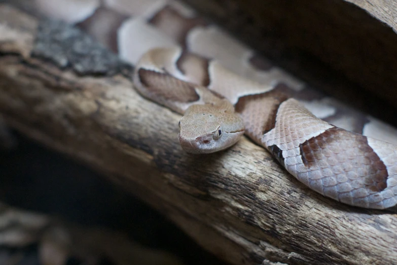 a small white and brown snake laying on top of a piece of wood