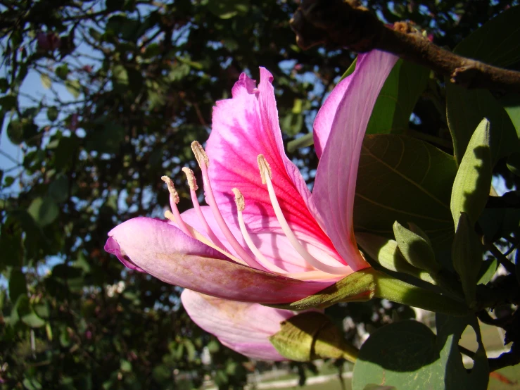 a pink flower with a blue sky background