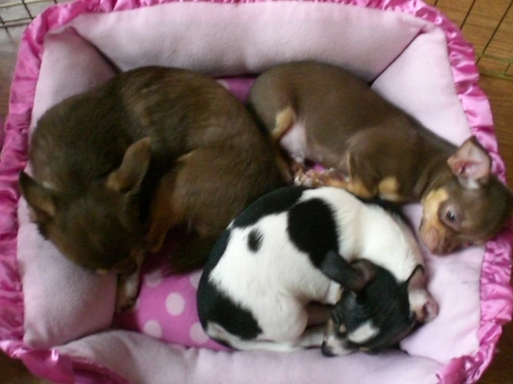 three puppies laying in a small dog bed