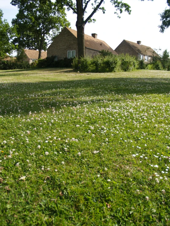 a field with small flowers in front of houses