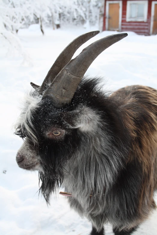a long horned animal with very large horns on it's head
