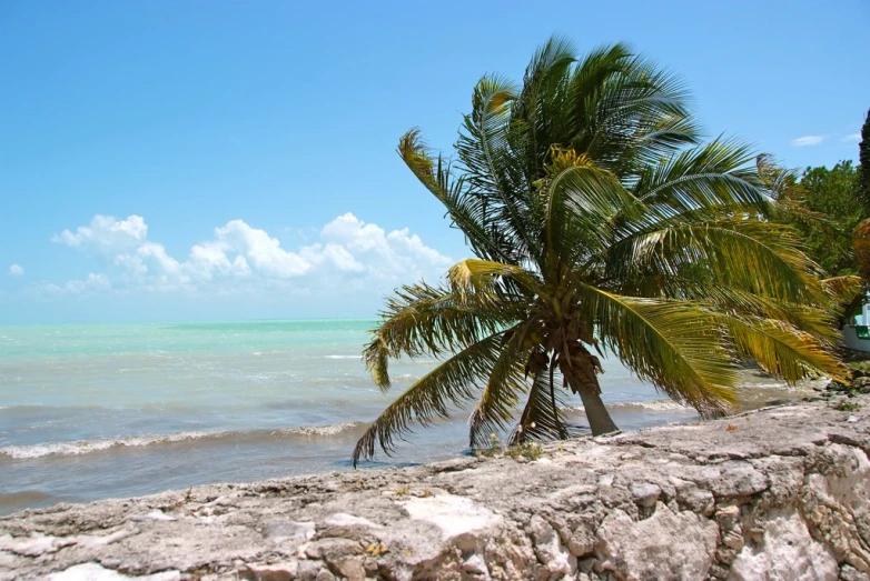 a palm tree leaning over on a wall in front of the ocean