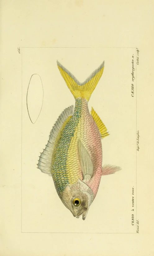 the fish is a colorfully colored fish with long tails