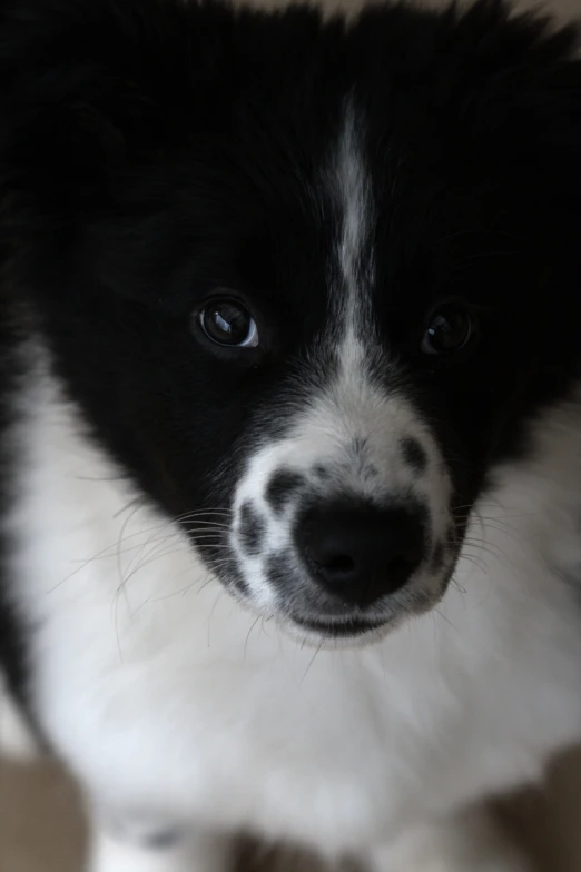 a puppy sitting down looking at the camera