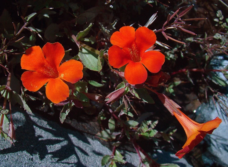 an orange flower is growing in a garden