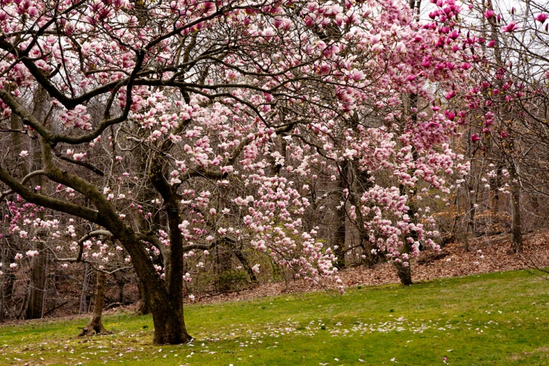 a grassy field with flowers and trees in the background