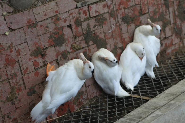 several white ducks laying on bricks and a chain link fence