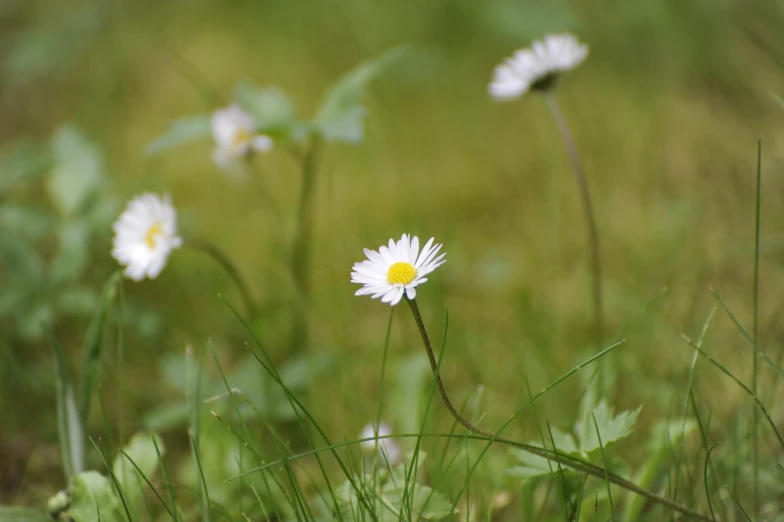 daisies in a field with green grass and one flower