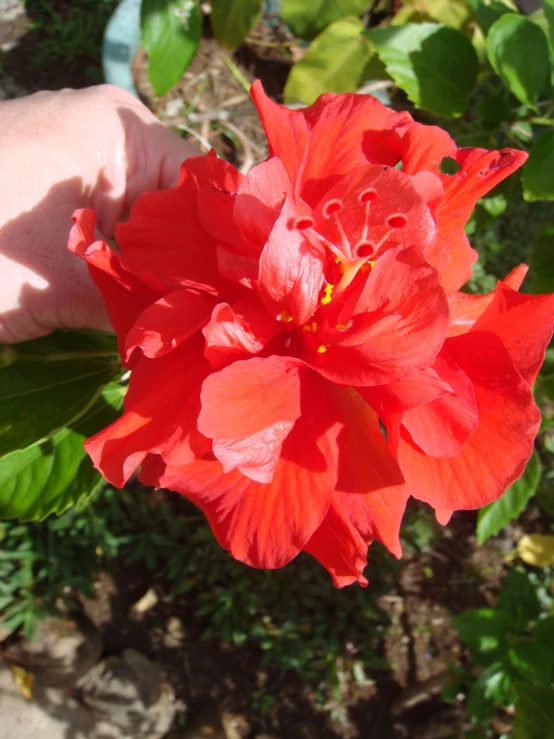 a red flower in someone's hand on a sunny day