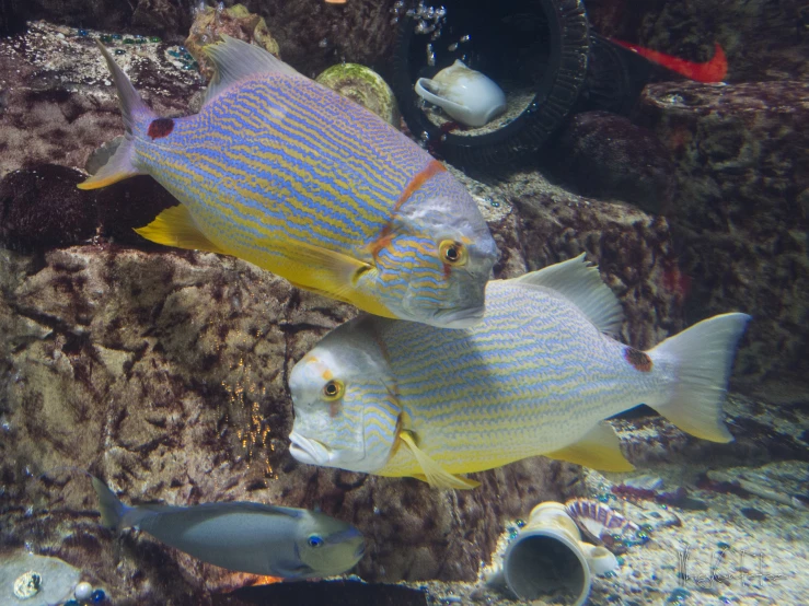two fish are swimming in an aquarium near reef