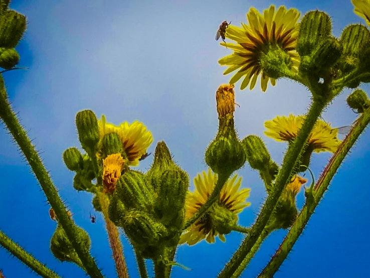 the flowers on a cactus are very large