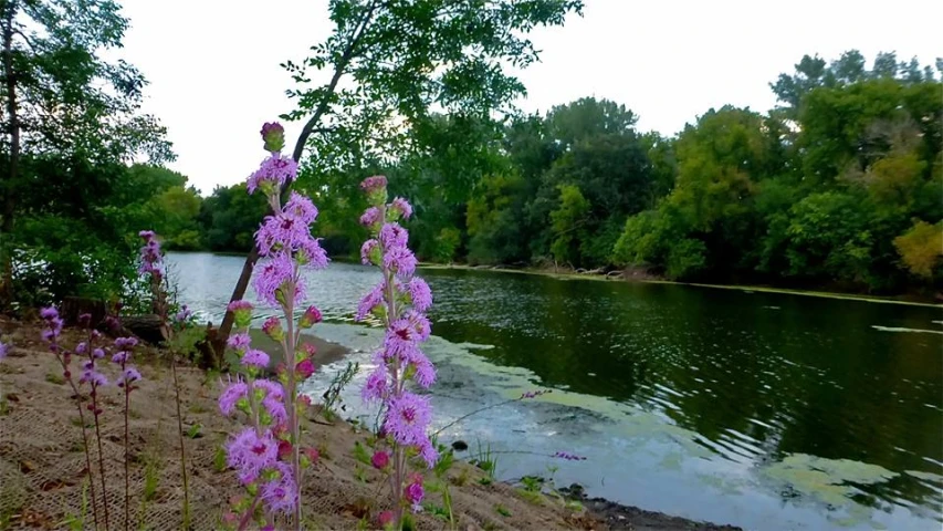 pink flowers stand on the shore of the river