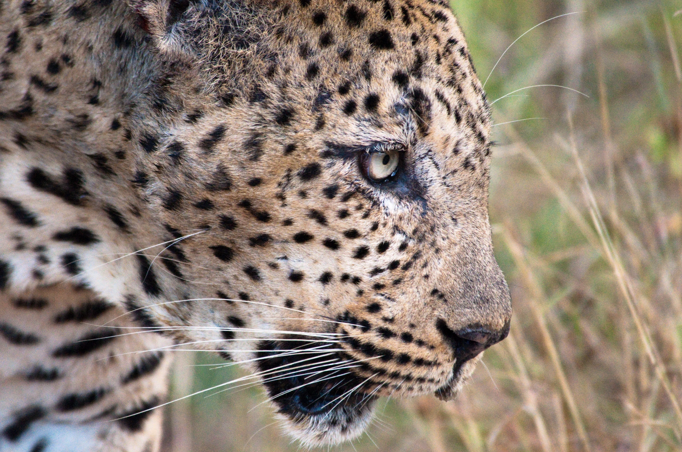 a leopard in the wild with a wide open face