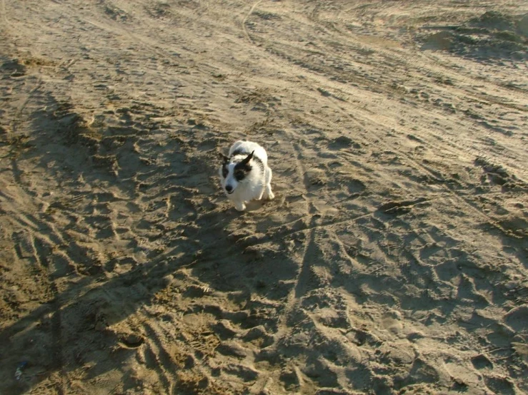 a dog that is standing in the sand