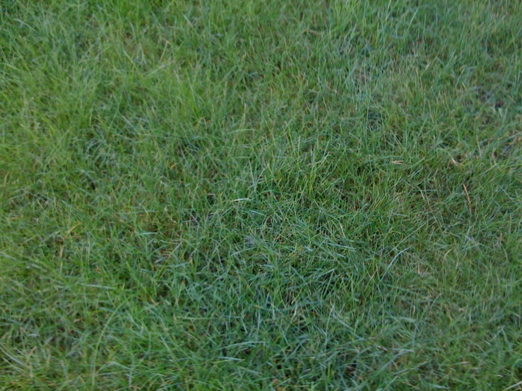 a green bird sits in some grass