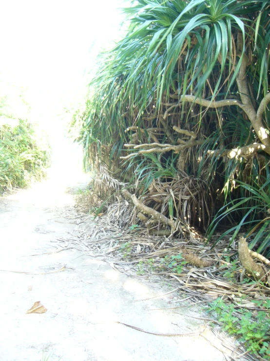 a path running between two large green trees