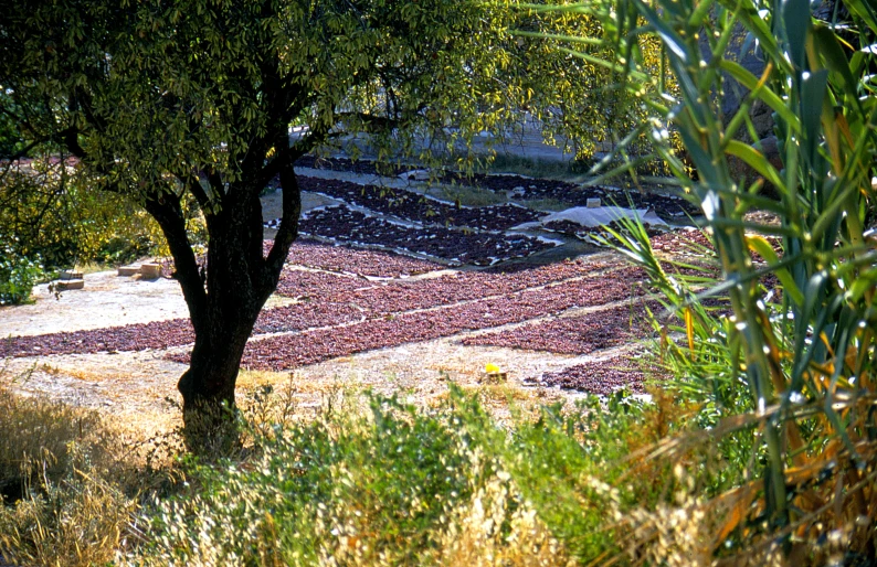 a field that has some trees and bushes