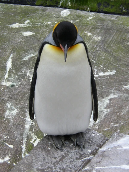 a small penguin sits on its back in the middle of a concrete slab