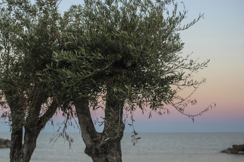 there is an image of a bird sitting in the tree