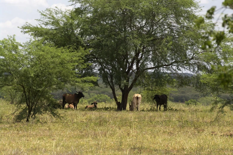 two cows and three calves standing by a tree