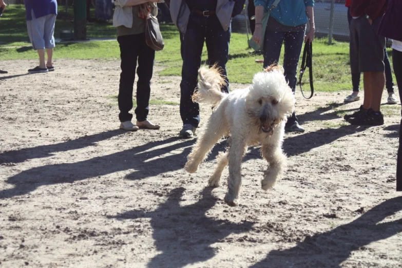 a small white dog running through some dirt