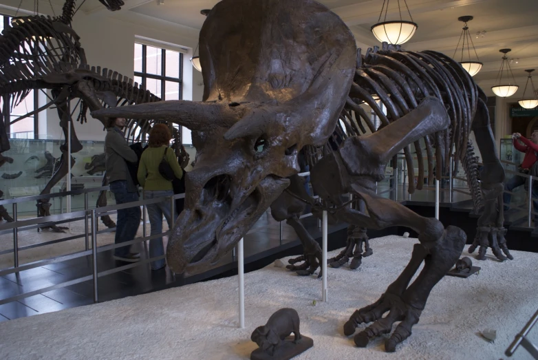 an animal skeleton in a museum with people looking through it