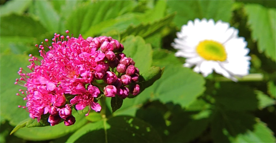 a pink and white flower sit next to green leaves