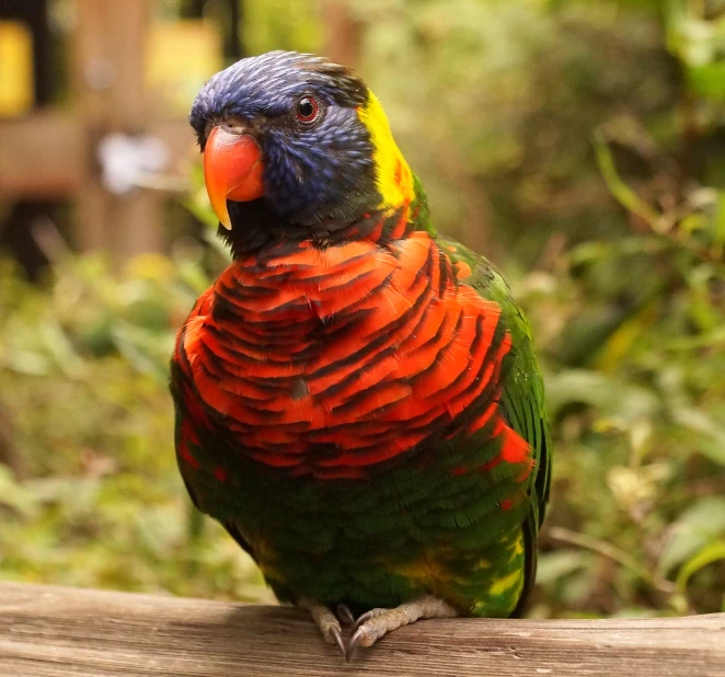 a bird with a red and green top standing on a nch