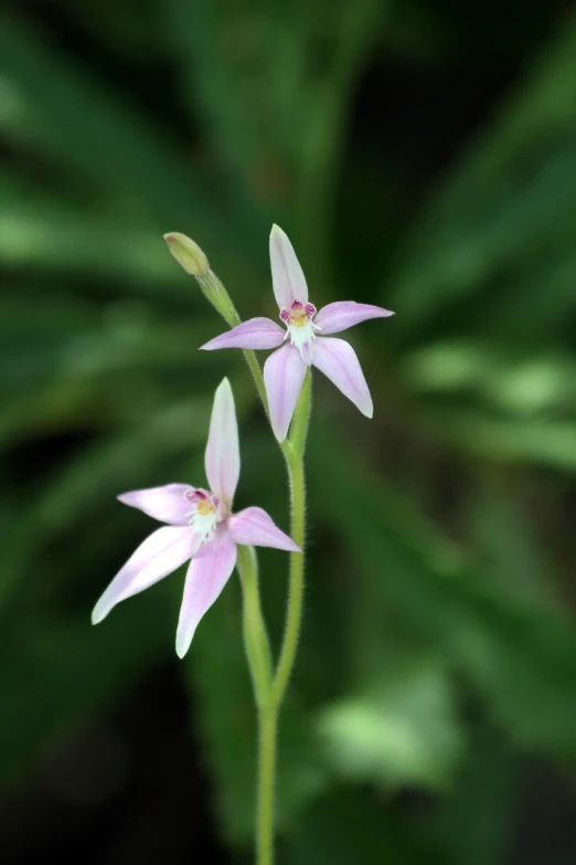 two pink flowers that are blooming on the same plant