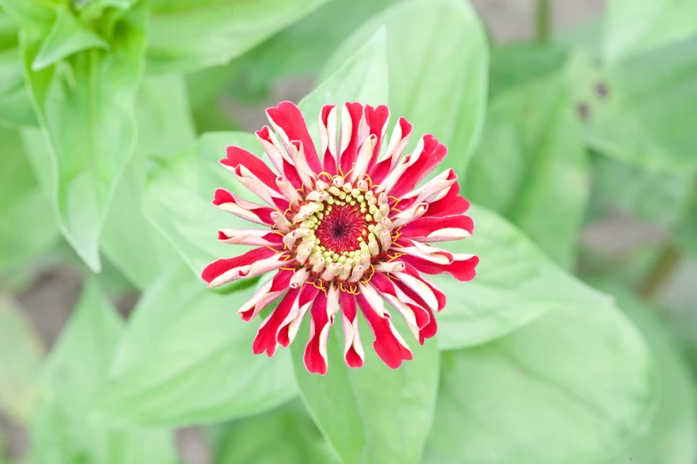 the very red flower is blooming amongst green leaves