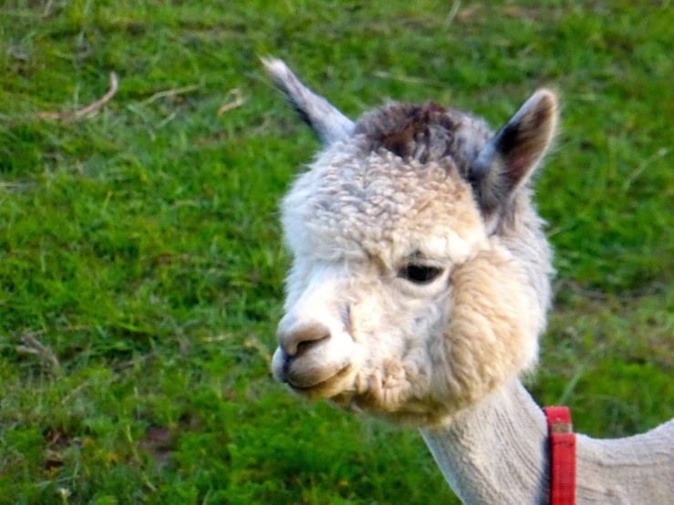 an alpaca looks at the camera while standing in the grass