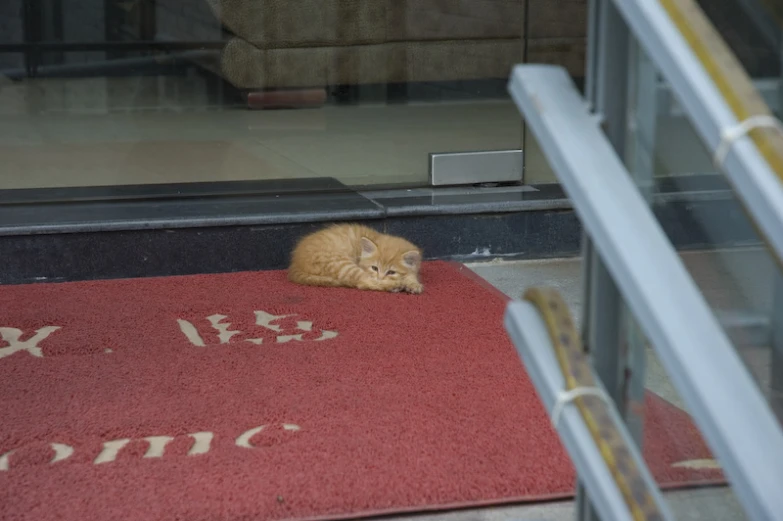 a cat is laying on a red carpet in front of an open door