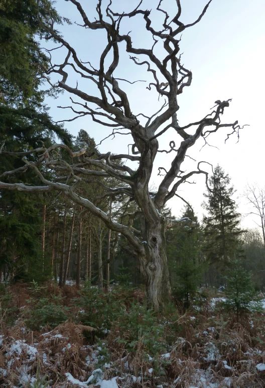 an old bare tree in the woods