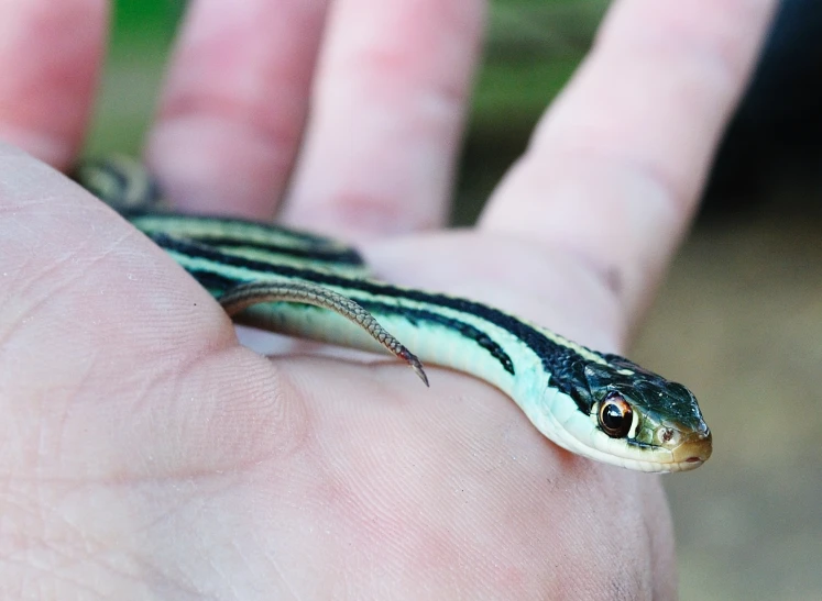 a lizard on someones finger, with the background blurry