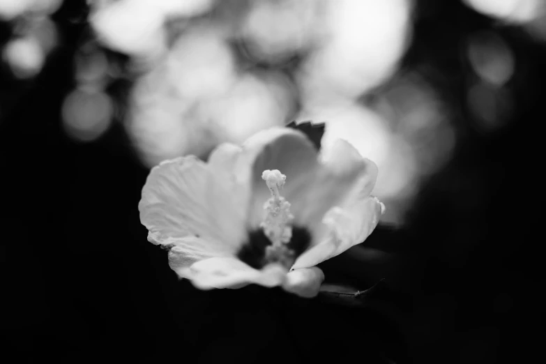 a black and white po of a flower