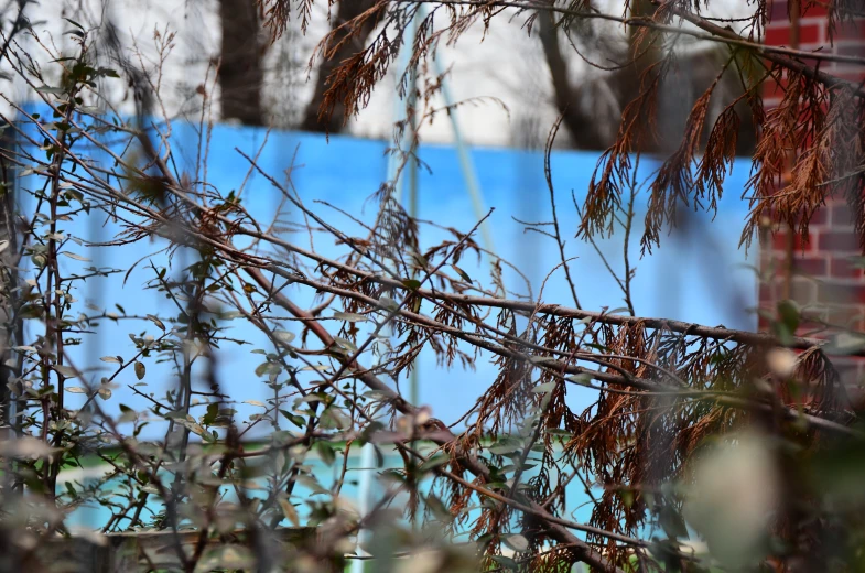 nches with little leaves hang from the nch of a tree