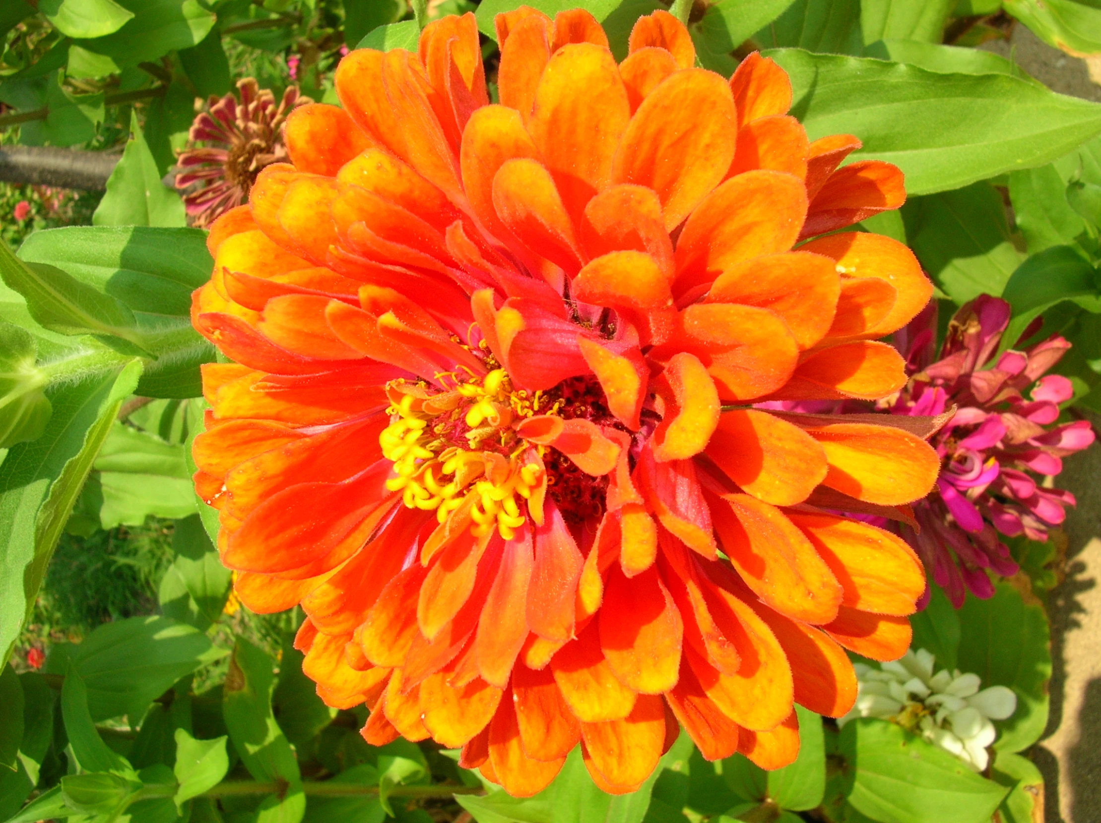 there is a red and orange flower that has been blooming