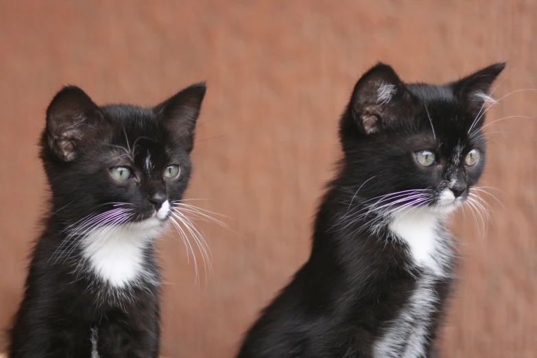 two cats that are sitting in front of each other