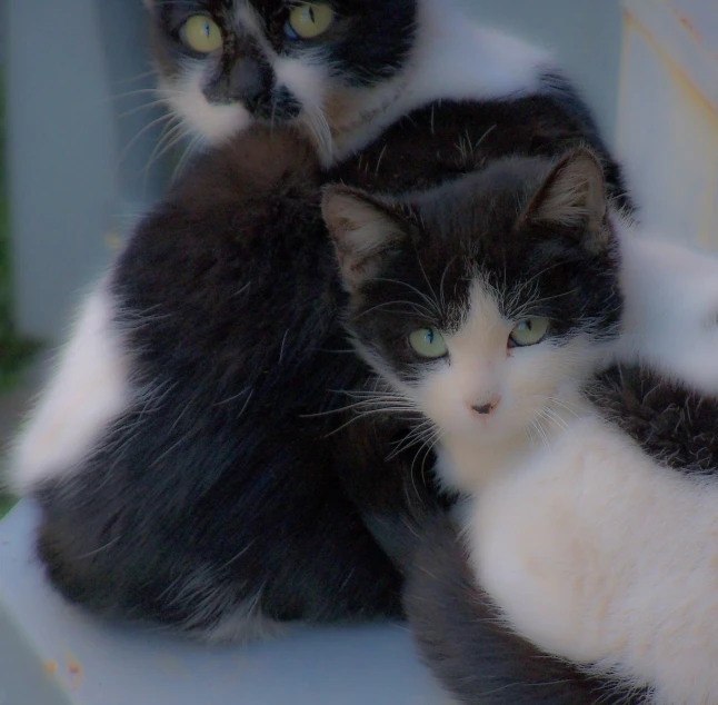 three black and white cats sitting next to each other