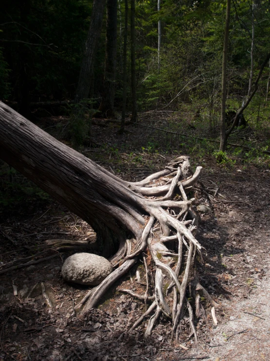 a fallen tree laying on top of a road