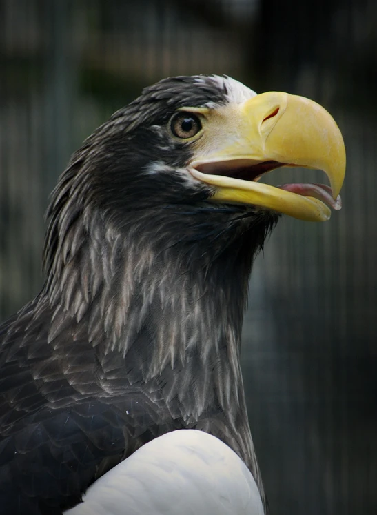 close up of an eagle with a yellow beak