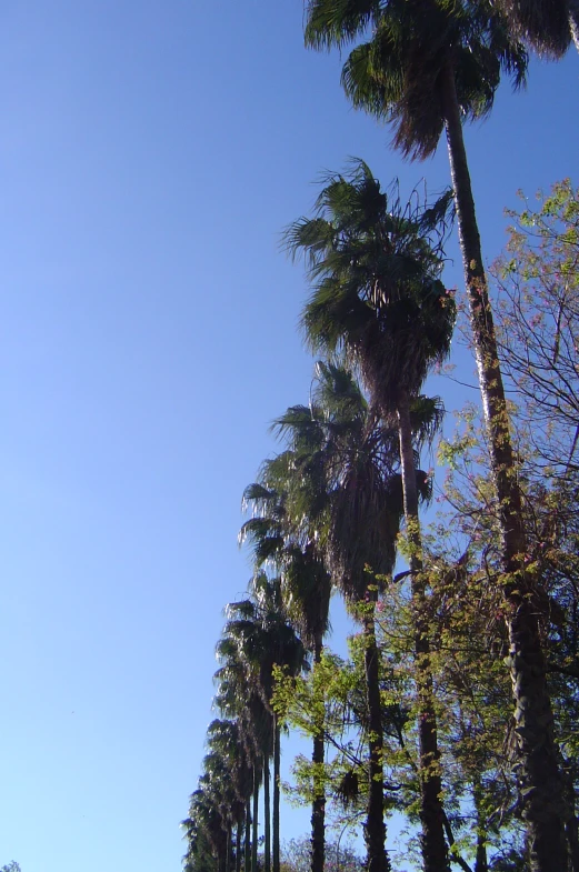 a row of palm trees along a tree lined street