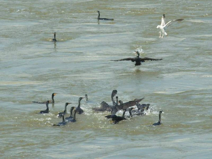 several birds in the water with many geese around