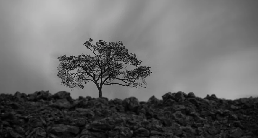 a black and white po with the sky behind a lone tree