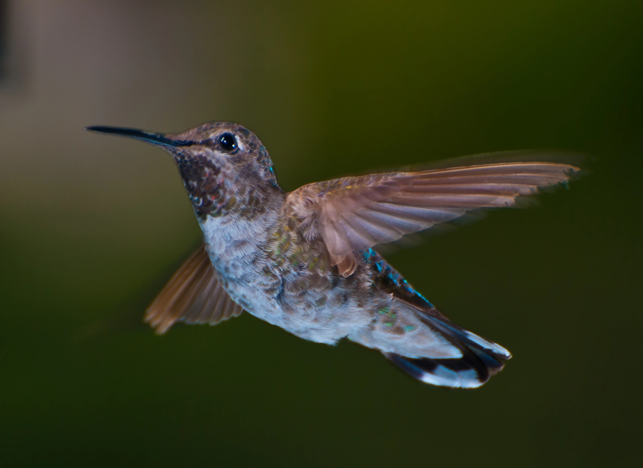 a hummingbird looking downward into the air